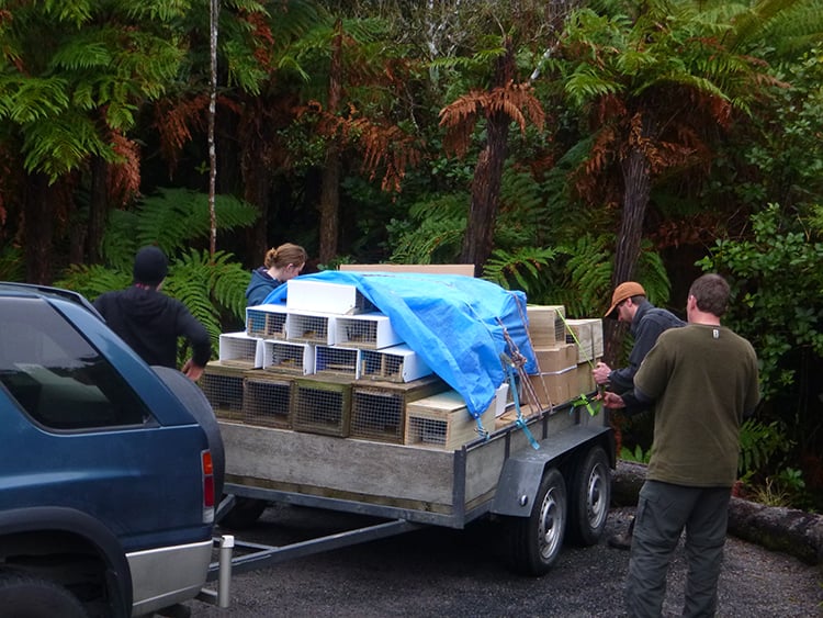 Eco tours New Zealand maunal traps