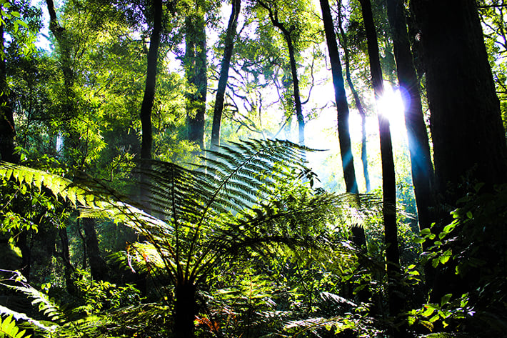 Eco zipline forest Dansey Road Scenic Reserve