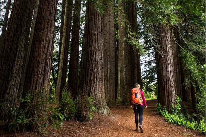 Walks-to-do-in-Rotorua