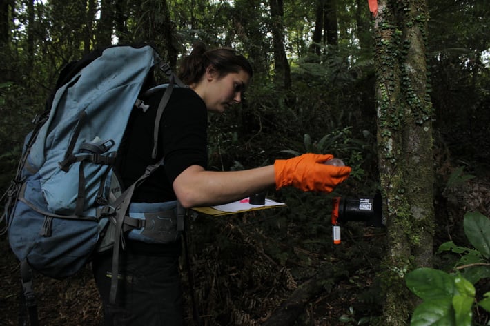 Conservation work rebaiting traps in the forest eco tours new zealand