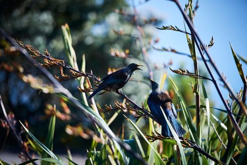 Tui bird found on Rotorua Canopy ectour