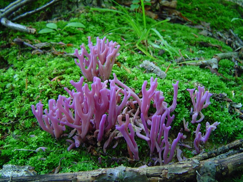 Purple coral - fungi in the forest 