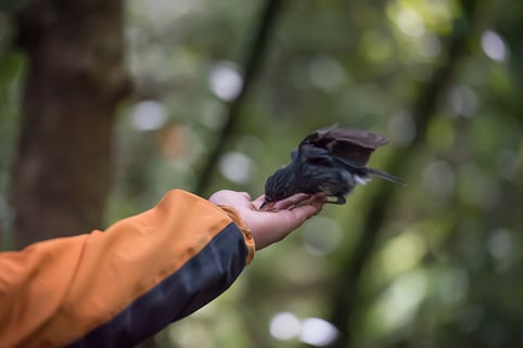 Hand-feeding-north-island-robin-on-ecotour