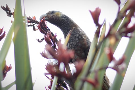 Kaka-bush-parrot-found-on-rotorua-ecotour