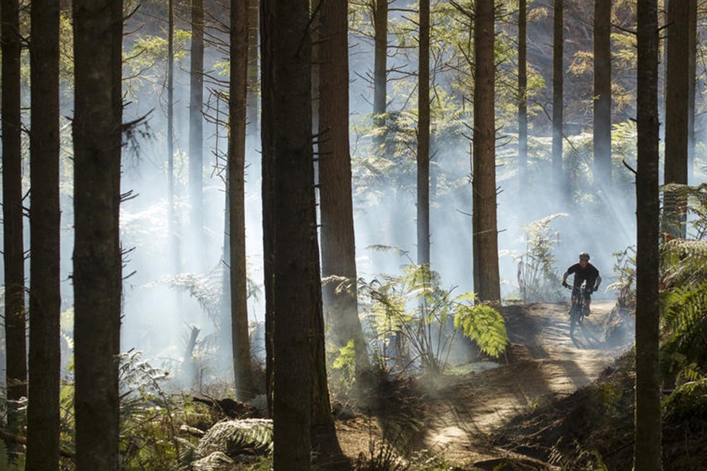 Mountain Biking in Rotorua Towering Redwood trees