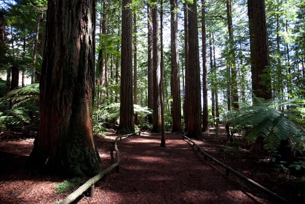 Redwood forest Rotorua