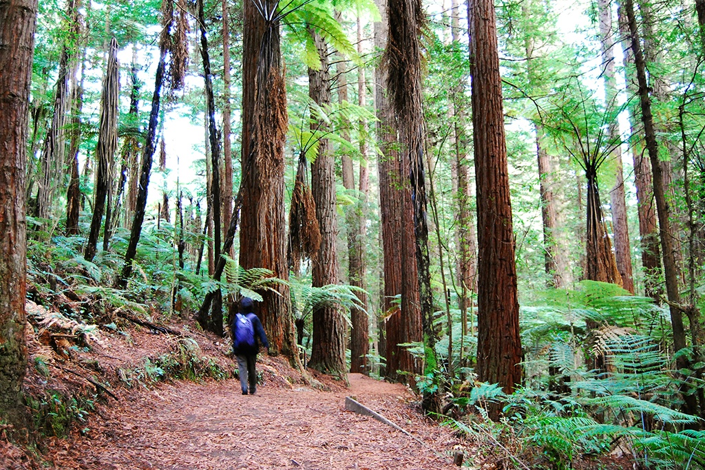 Redwoods-Treewalk-walking-in-the-trees