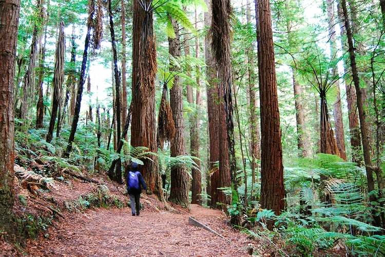 Redwoods-Rotorua