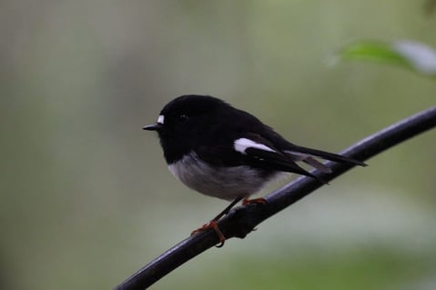 Tomtit-bird-miromiro-in-rotorua-forest-ecotour