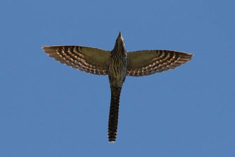 long-tailed-cuckoo-flying-in-New-Zealand