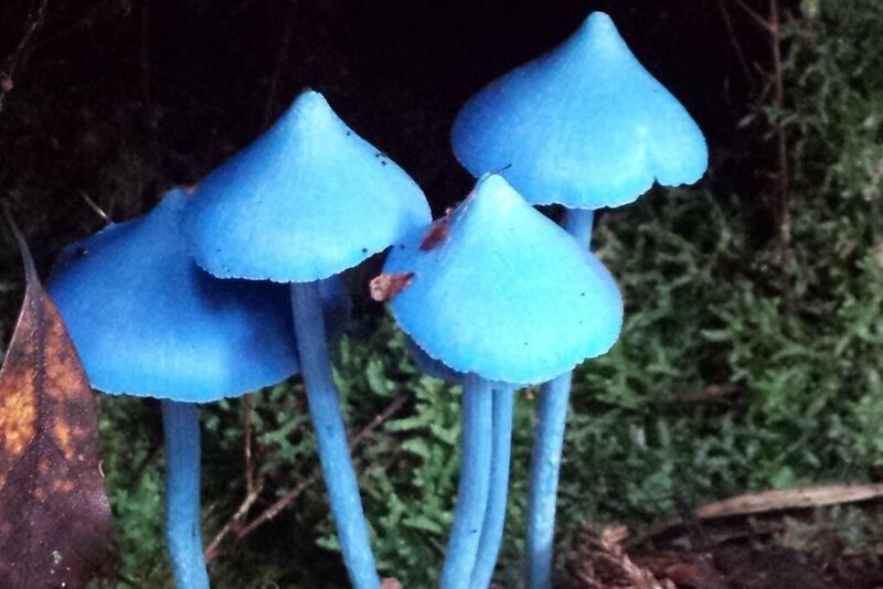 fungi in the forest - blue mushrooms 