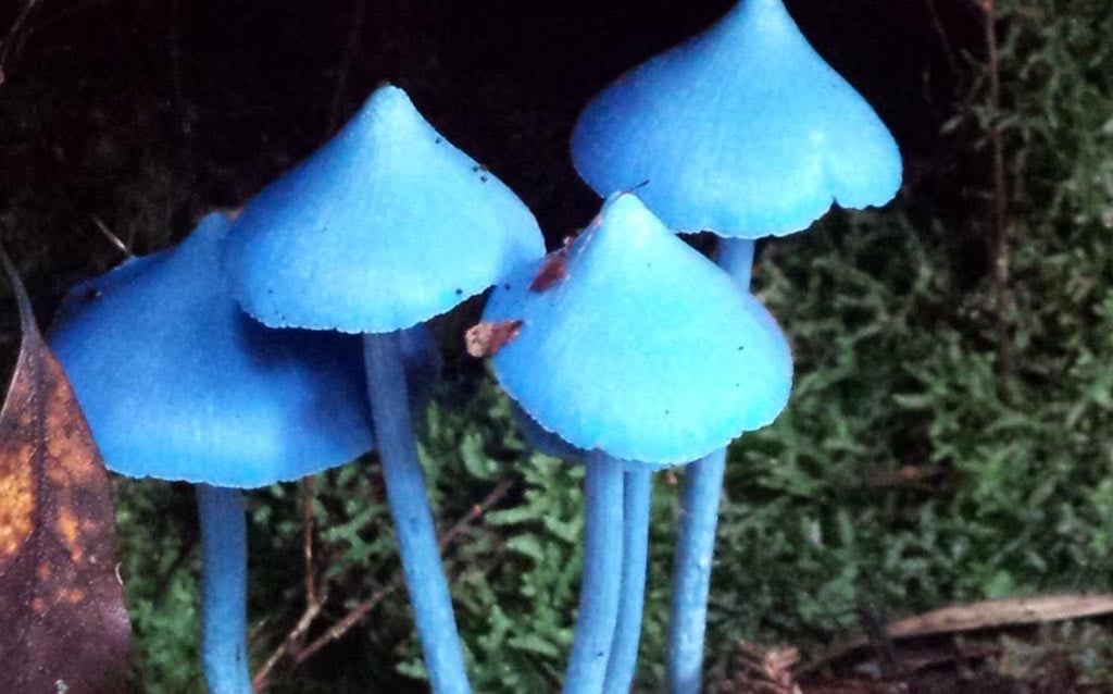 Blue-Fungi-at-Rotorua-Canopy-Tours