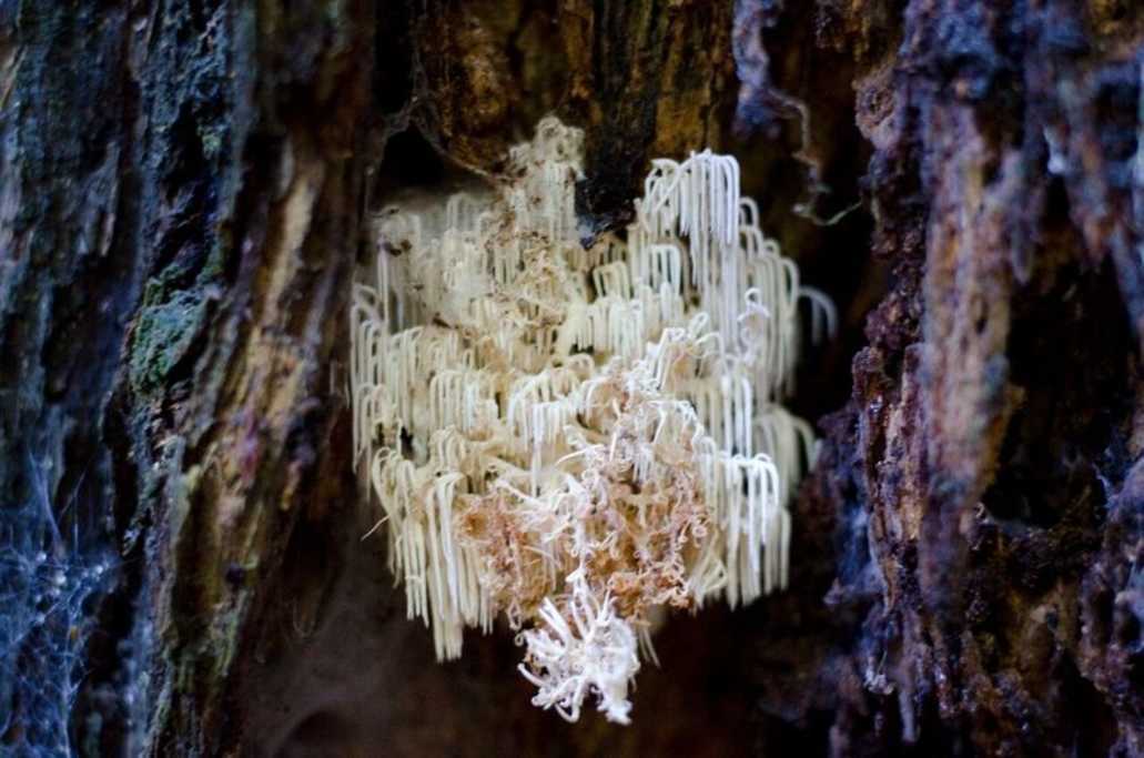 fungi in the forest - icicle fungi 