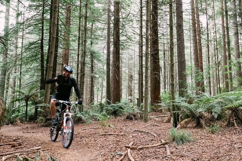 mountain biking at the Redwood Forest Rotorua