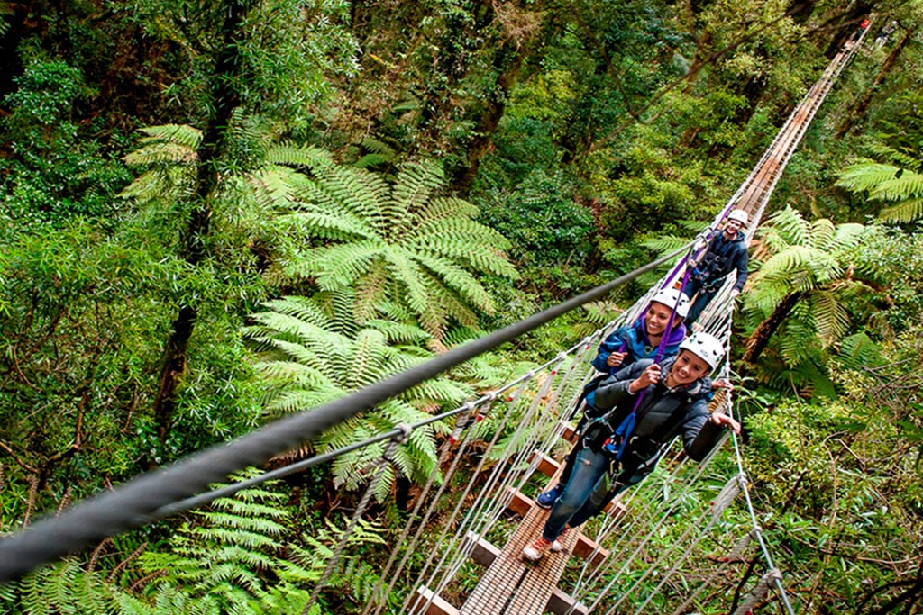 Things to do in Rotorua canopy tree walk