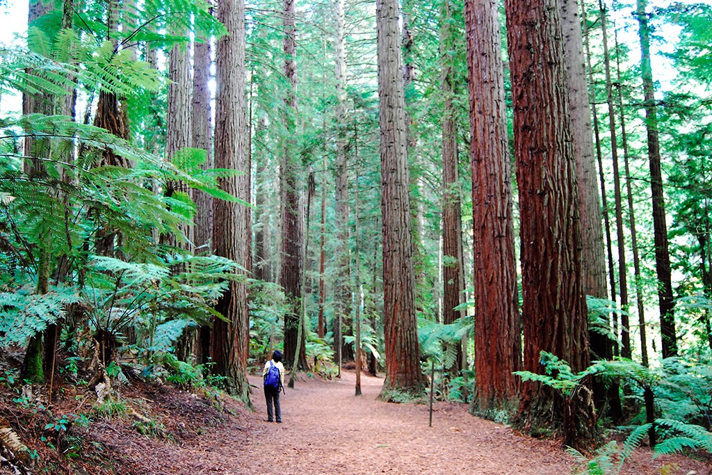 Things to do in Rotorua Redwoods