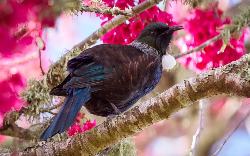 tree-trust-things-to-do-in-Rotorua-in-spring