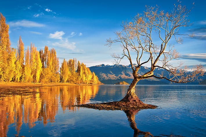 wanaka-tree-south-island-itinerary