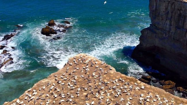 New-Zealand-Must-dos-Muriwai’s Ganet Colony