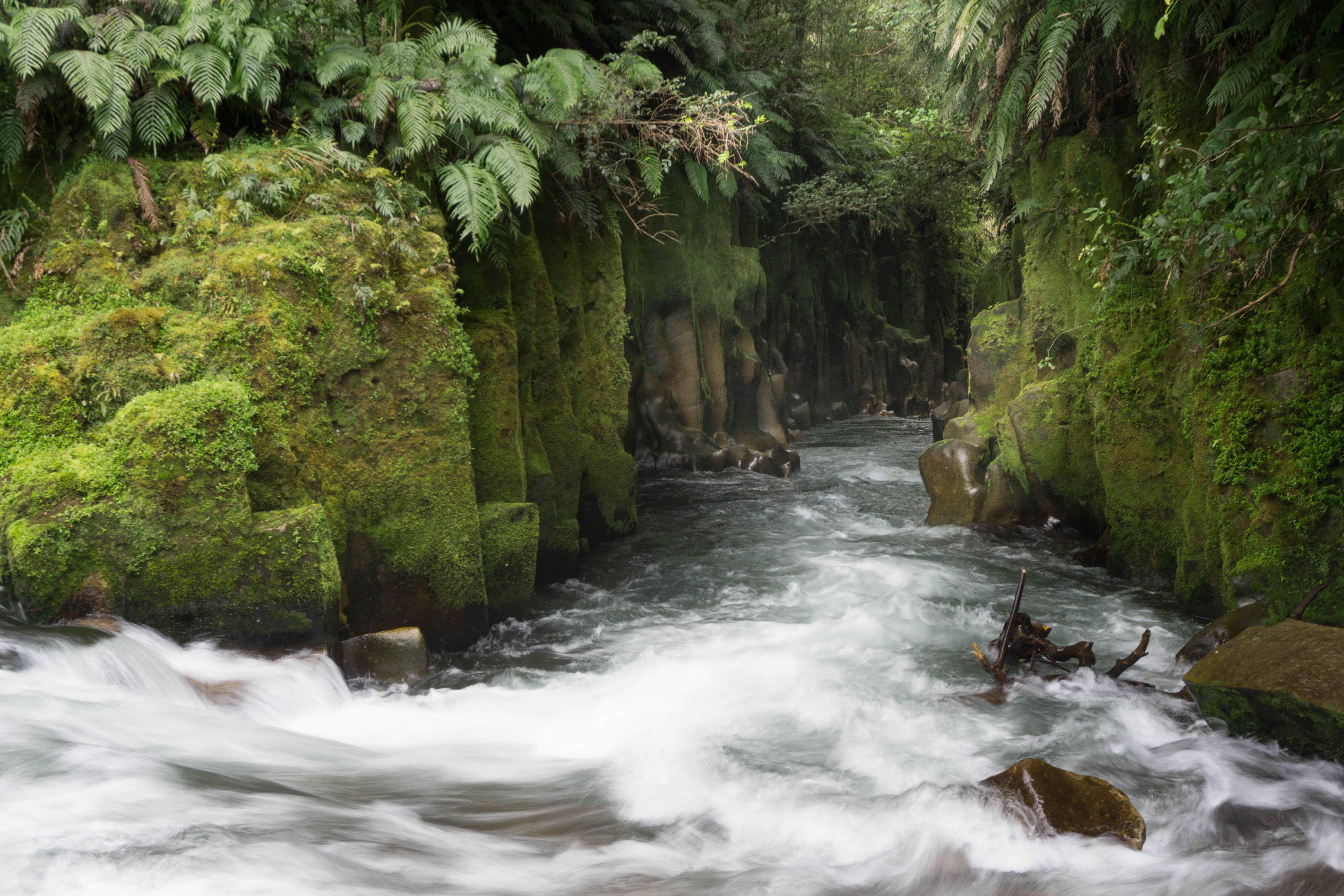 Te-Whaiti-Nui-a-Toi-Canyon-Whirinaki-Forest