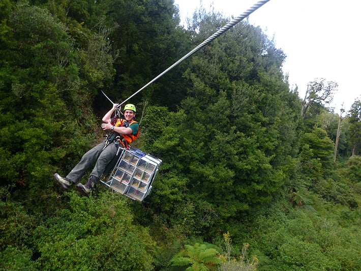 Zipline in Rotorua conservation work