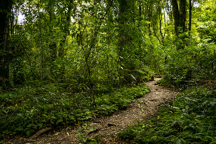 eco tours new zealand dansey road scenic reserve