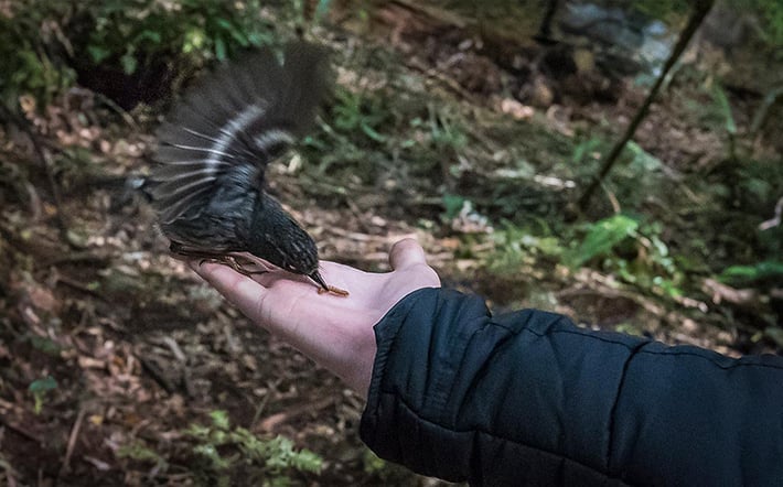 eco tours new zealand hand feeding birds