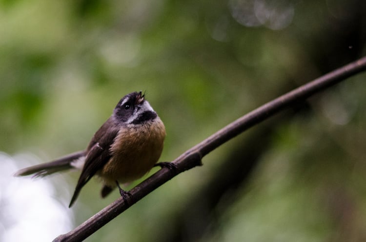 Spot birds like the fantail for thing to do in isolation