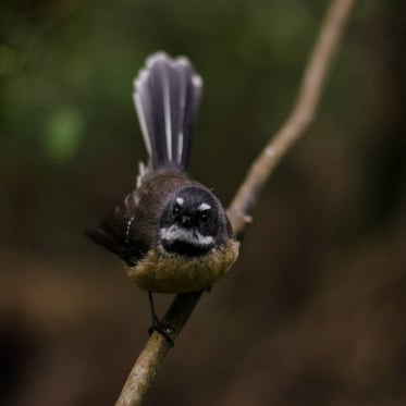 fantail-bird-found-in-New-Zealand-forest-ecotour