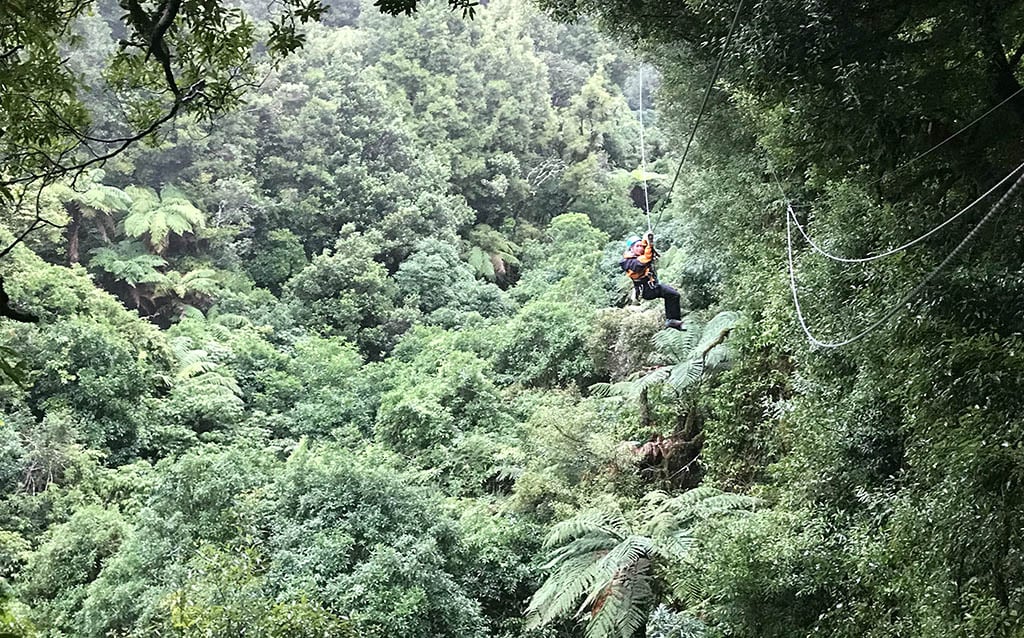 rotorua-canopy-tours-conservation-update-2018-forest-comparison