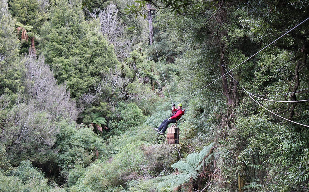 rotorua-canopy-tours-conservation-update-2018-forest-comparison2