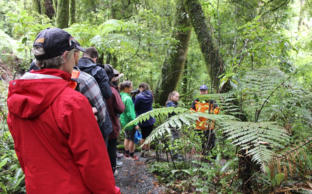 rotorua-canopy-tours-conservation-update-2018-walking-tracks