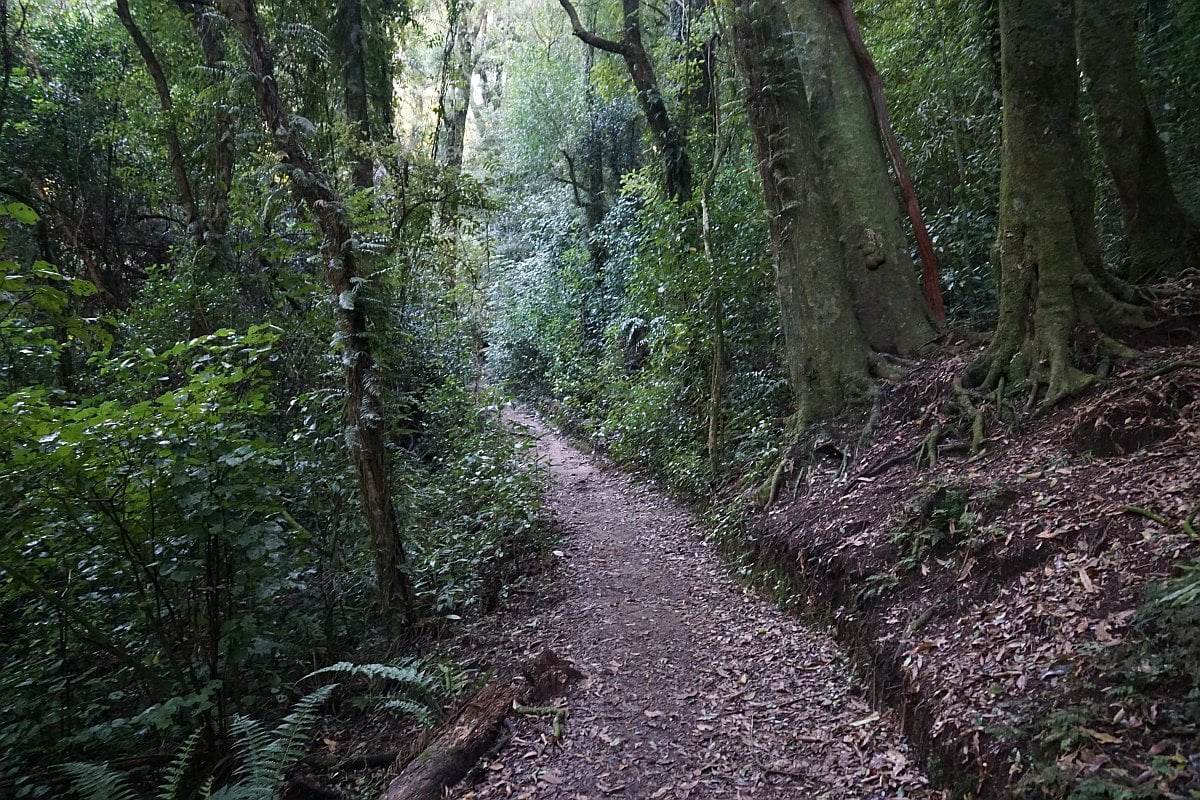 mt ngongotaha jubliee track rotorua walks