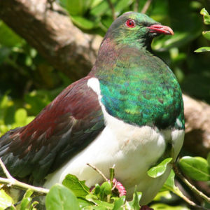 Kereru bird found on Rotorua Canopy ecotour