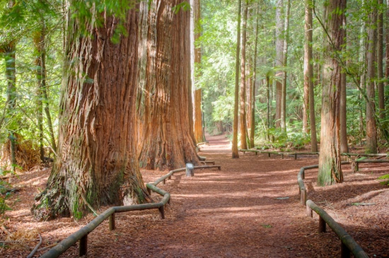 redwood_forest_rotorua-walks