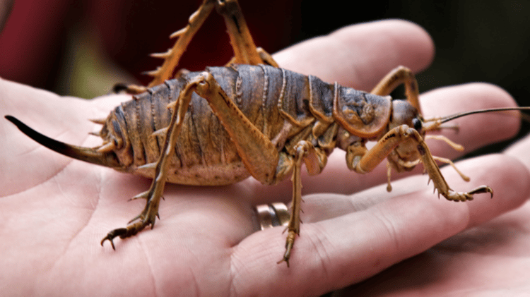 weta