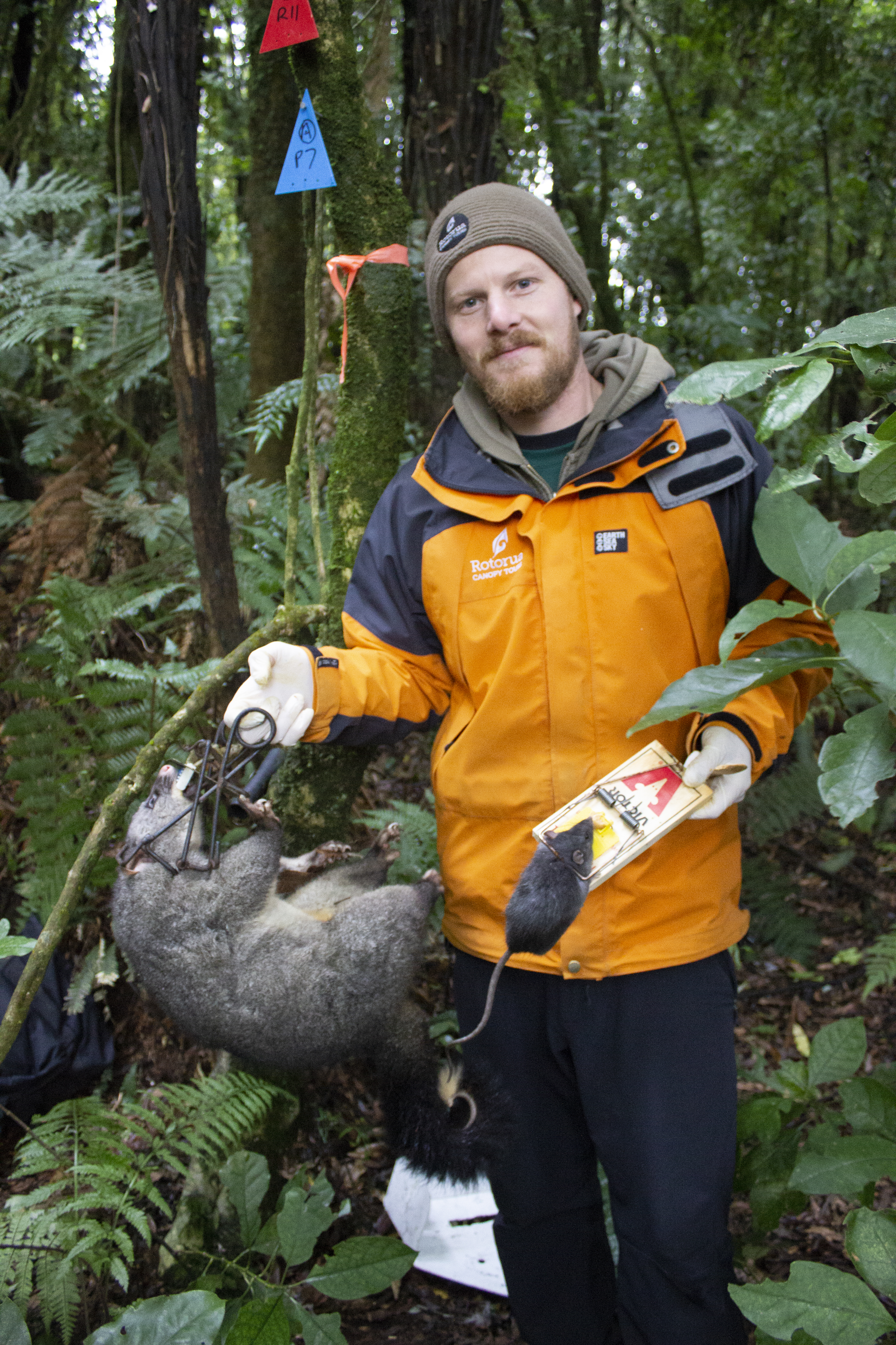 Scott from Rotorua Canopy tours with possum caught in Sentinel trap.