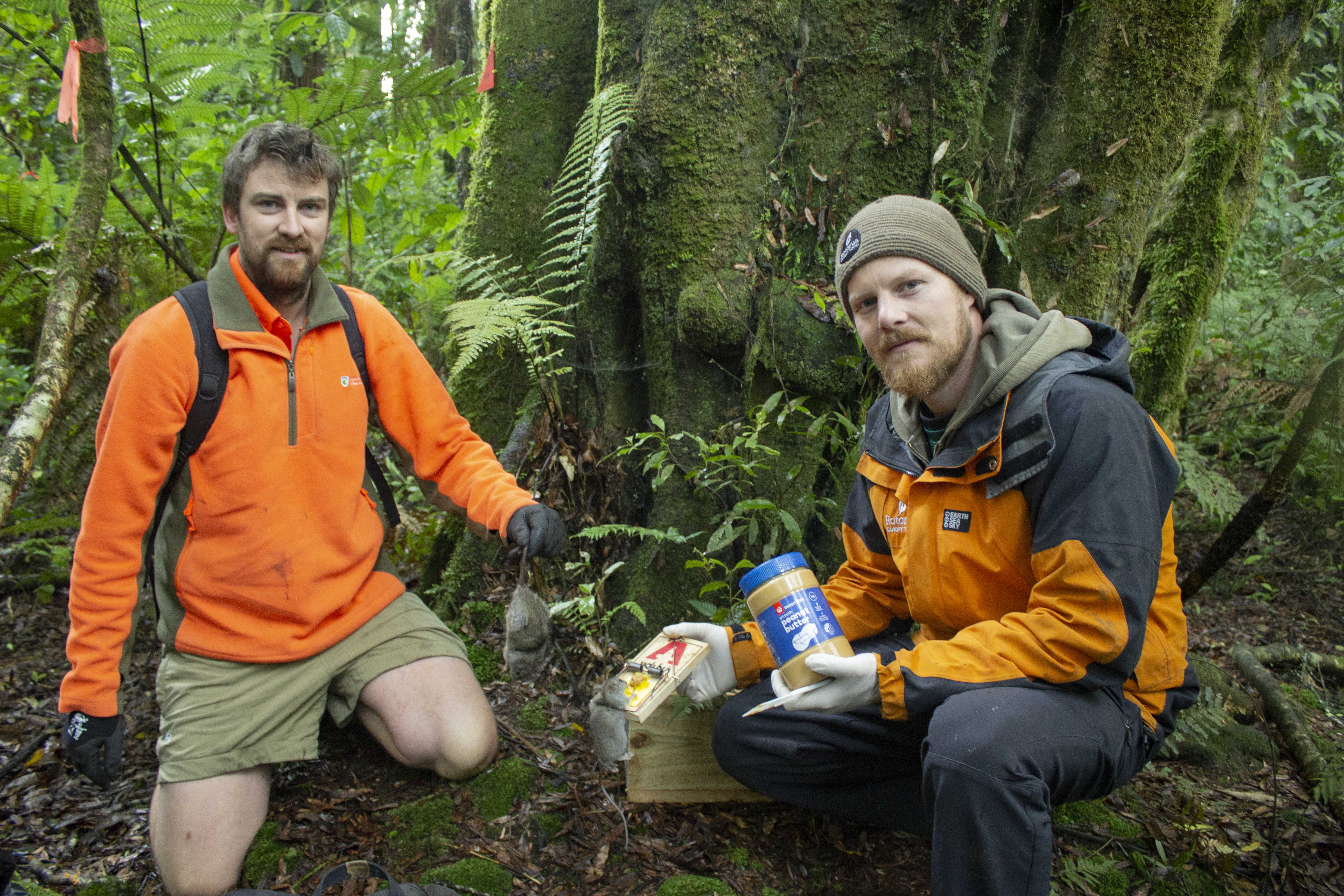 Scott from Canopy Tours and Karl from Department of Conservation baiting rat traps with peanut butter