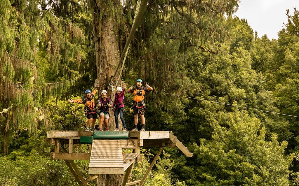 love-ziplining-1000-year-old-rimu-tree