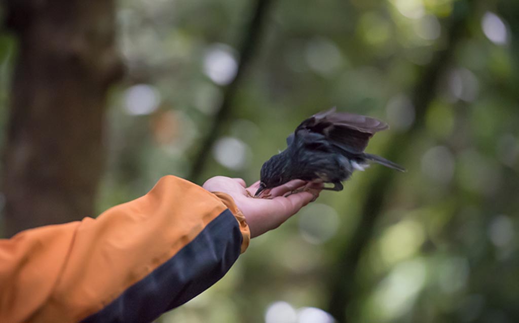 love-ziplining-hand-feeding-native-bird