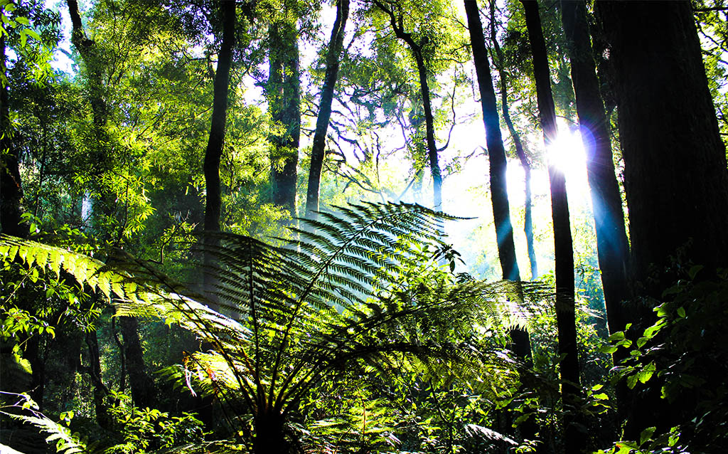 love-ziplining-with-rotorua-canopy-tours-native-forest